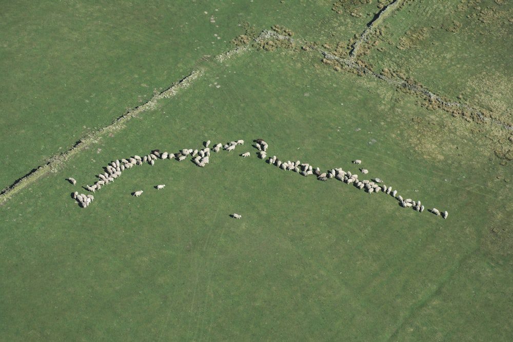 Sheep on Land enhance property's value